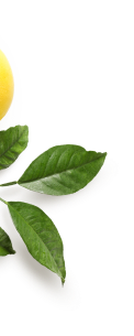 shutterstock_779592826-2 1